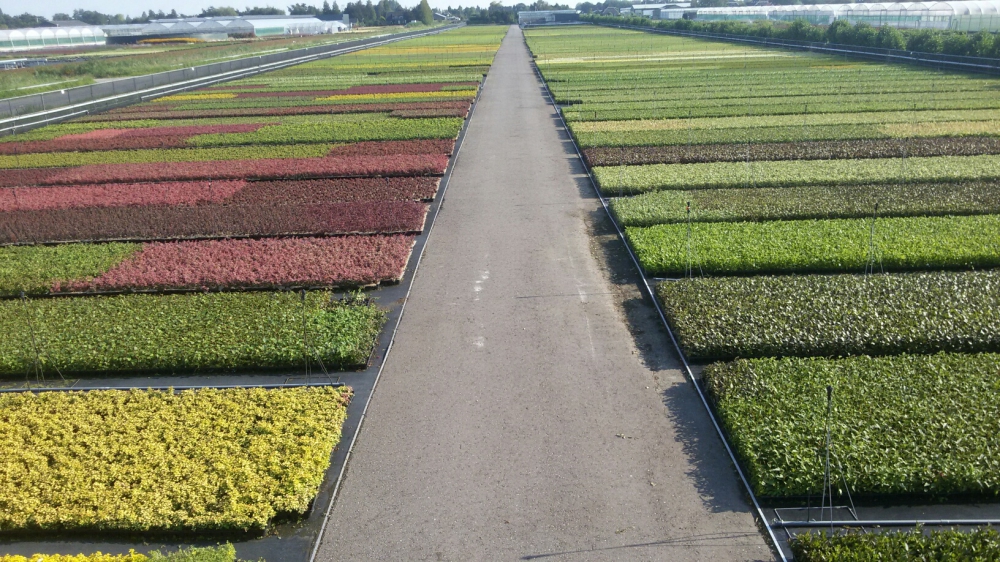 Overview Nursery MG De Boer CV