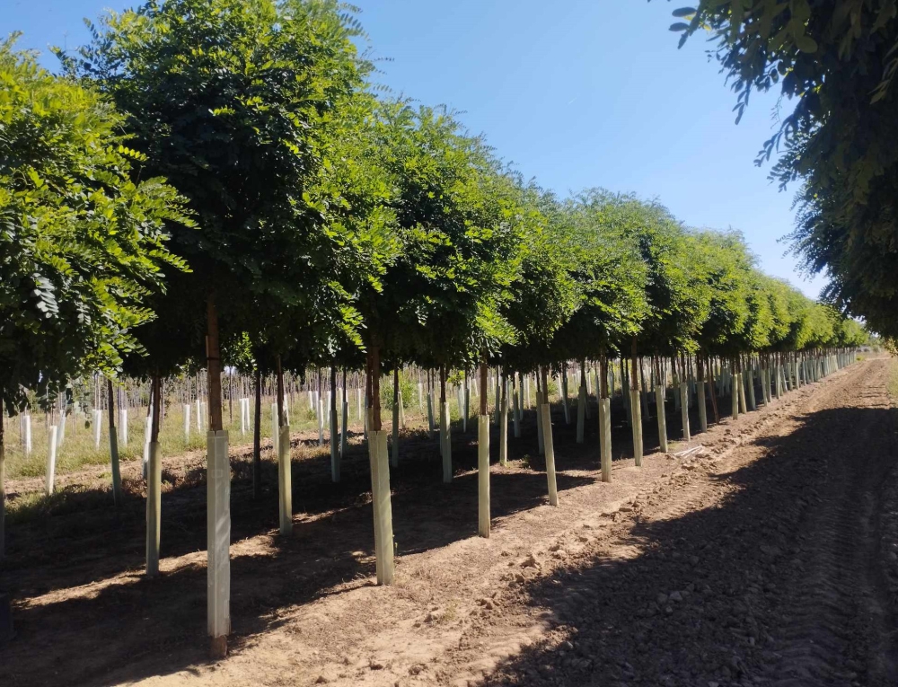 PLANTATION OF ROBINIA SPSUDOACACIA UMBRACULIFERA