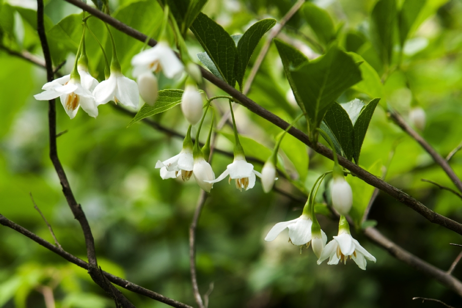 Styrax japonicus