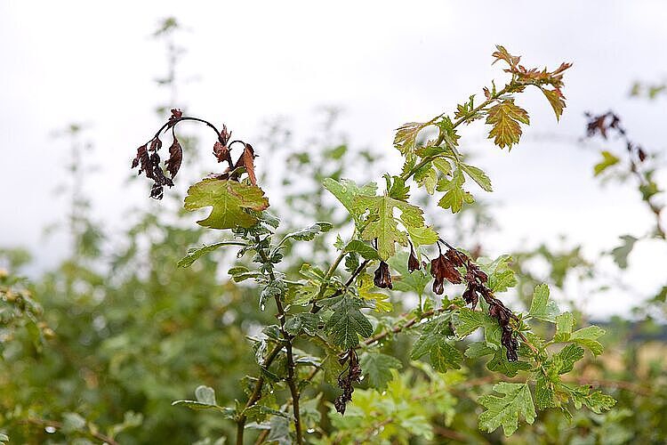 Foto: Naktuinbouw