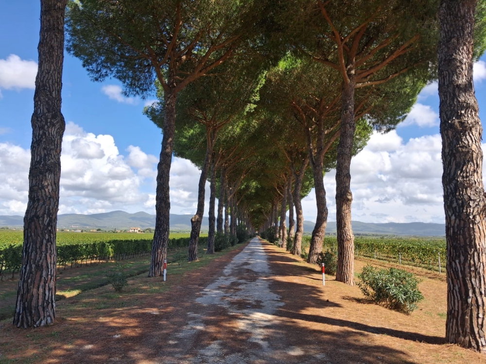 Stone Pine avenue in the countryside (Photo: Aldo Colombo)