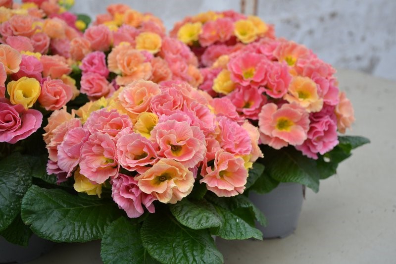 Primula acaulis ‘Frilly Peach Melba F1   © Rudy Raes Bloemzaden