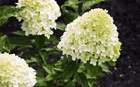 NL Plants – Hydrangea paniculata ‘Little Lime’