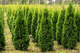 Sterke Kwekerijen – Thuja occidentalis ‘Smaragd’