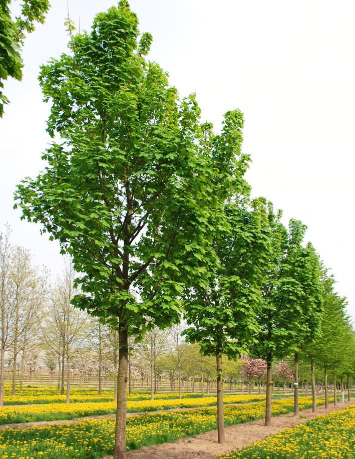 Boomkwekerij Maarten van Overbeek – Acer platanoides ‘Columnare’