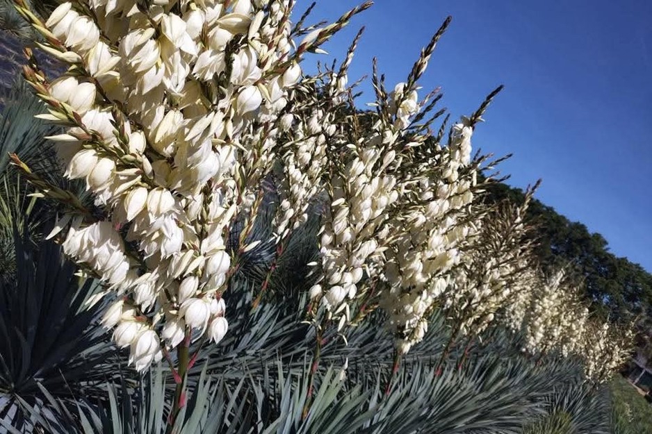 Yucca ‘French Flag’ (Company Plantipp B.V