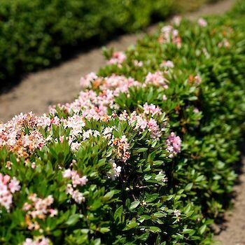 Bloombux® as a flowering alternatif  (picture: INKARHO®)