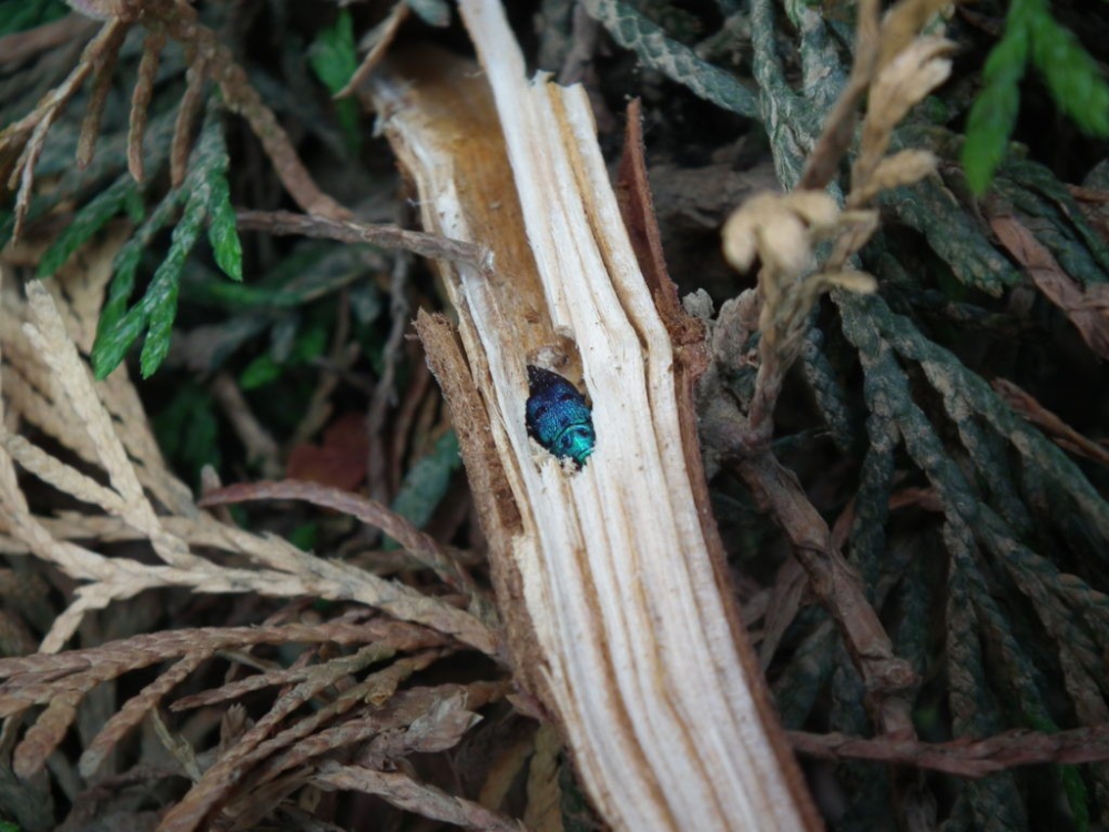The shiny blue, striking beetle develops inside the woody parts of the plant (Photo credit: Zsolt Varga PhD/VMNK)