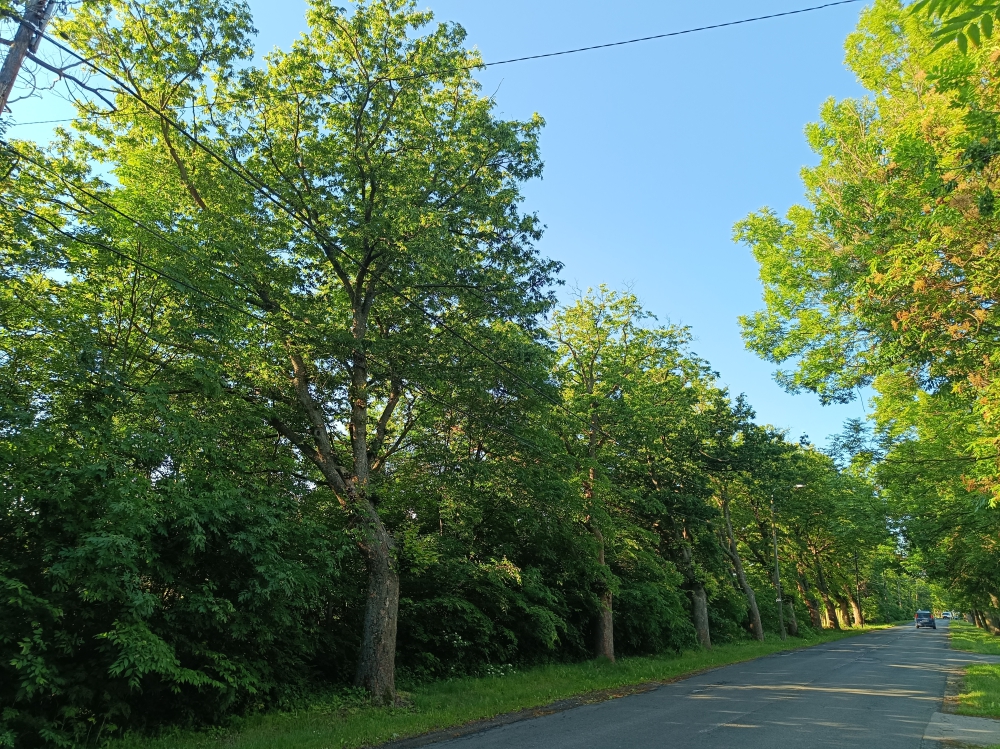 Locally protected mature Zelkova serrata alley in Szombathely/Hungary
