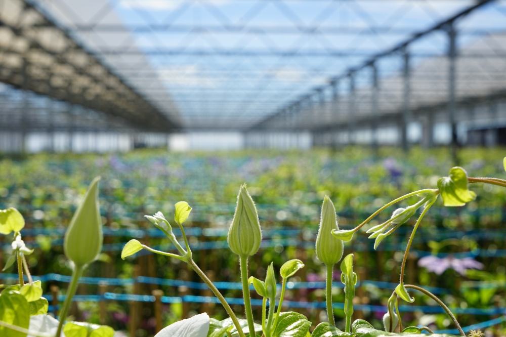 Foto: Javoy Plante - 45590 Saint-Cyr-en-Val, specialist in klimplanten, met een specifiek aanbod aan planten voor de begroeiing van stedelijke omgevingen (specifieke soorten, zeer grote planten)