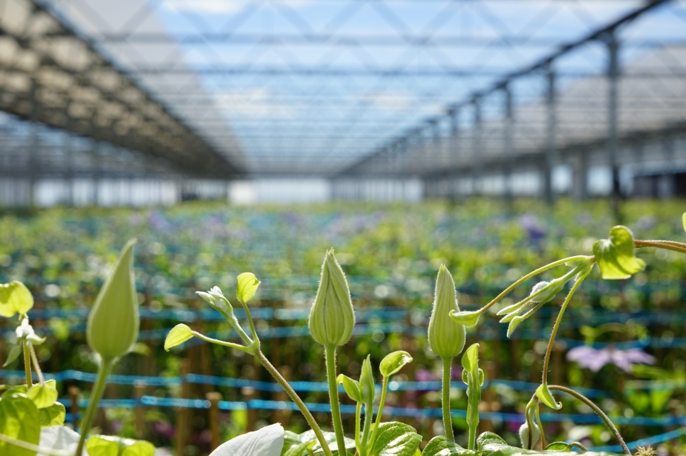 Picture: Javoy Plante - 45590 Saint-Cyr-en-Val, specialists in climbing plants, offering a range of plants specifically designed for urban greening (specialised varieties, very large plants)