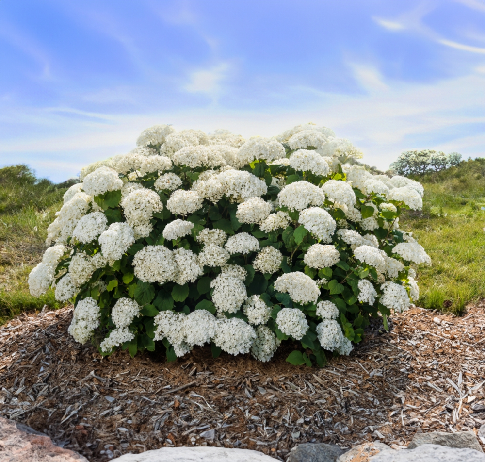 Hydrangea arborescens ‘First Editions® FlowerWOW’