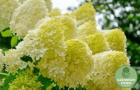 Hydrangea paniculata ‘Limelight’