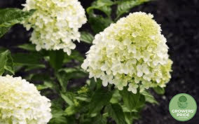 Hydrangea paniculata ‘Little Lime’