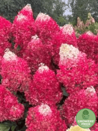 Hydrangea serrata Living Red Velvet