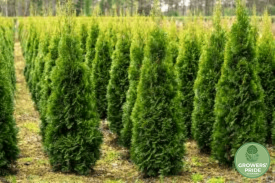 Thuja occidentalis ‘Smaragd’