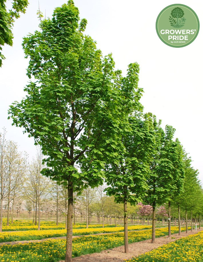 Acer platanoides ‘Columnare’