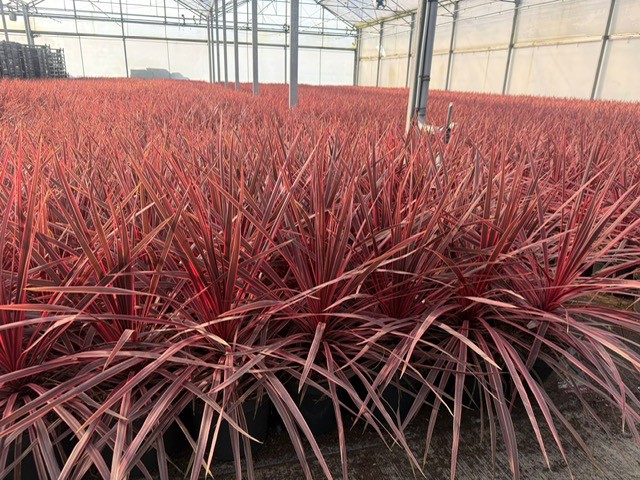 Cordyline ‘Charlie Boy’