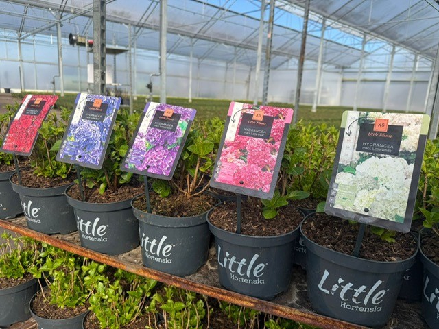 Hydrangea macrophylla ‘Little’ (Little XS)