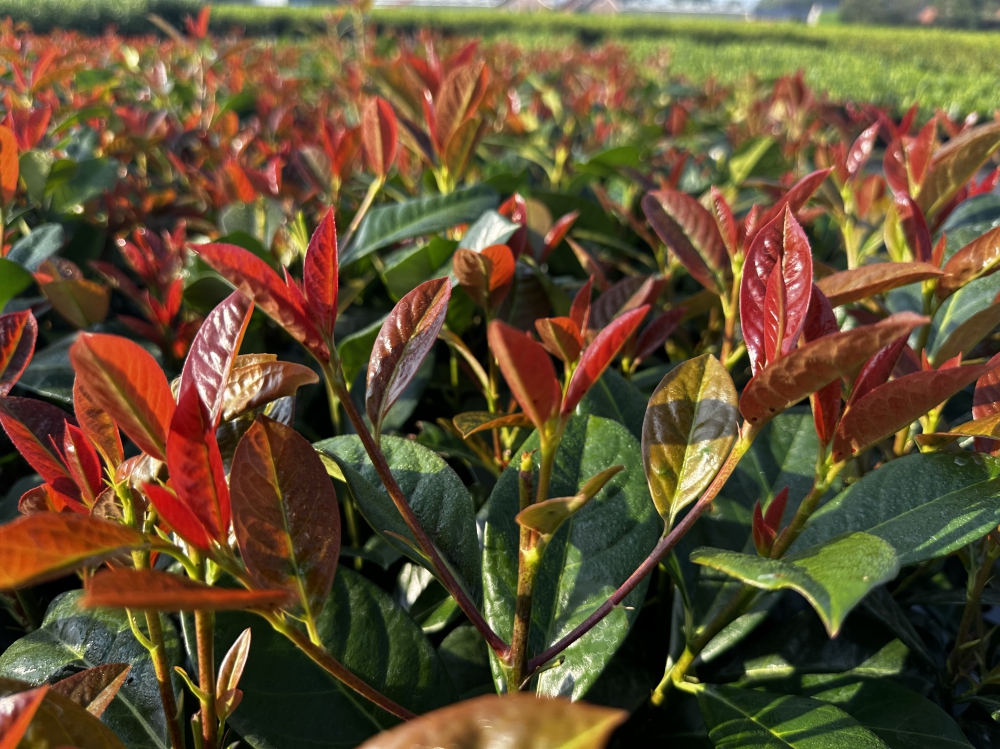 Prunus laurocerasus 'On Fire'