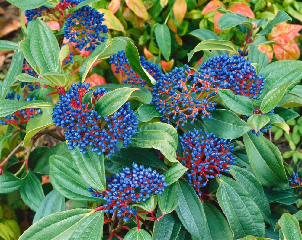 Viburnum davidii