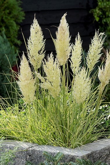 Cortaderia Tiny Pampa